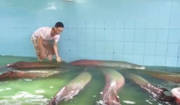 Cận cảnh đàn cá hải tượng khổng lồ tiền tỷ của đại gia miền Tây